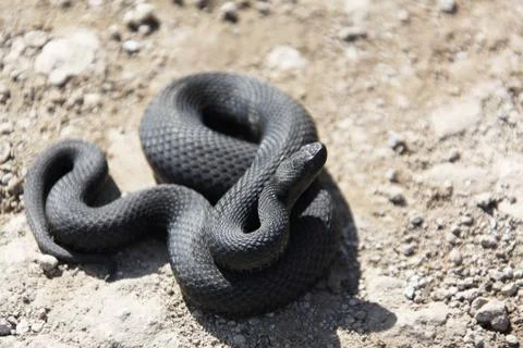 Nikolsky's adder Stock Photos