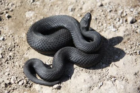 Nikolsky's adder Stock Photos