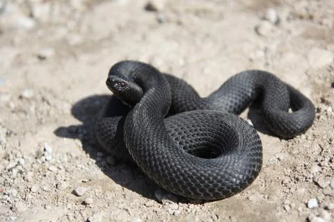 Nikolsky's adder Stock Photos