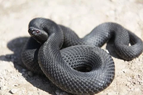 Nikolsky's adder Stock Photos