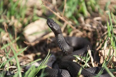 Nikolsky's adder Stock Photos