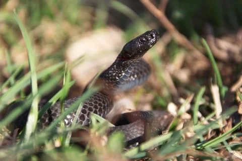 Nikolsky's adder Stock Photos