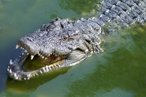 Nil alligator Stock Photos
