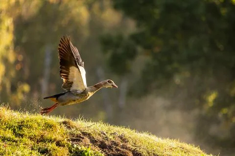 A nil goose or also called egyptian goose starting from a little hill. Stock Photos