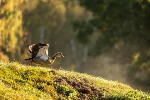 A nil goose or also called egyptian goose starting from a little hill. Stock Photos