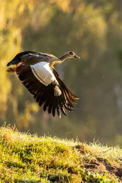A nil goose or also called egyptian goose starting from a little hill. Stock Photos