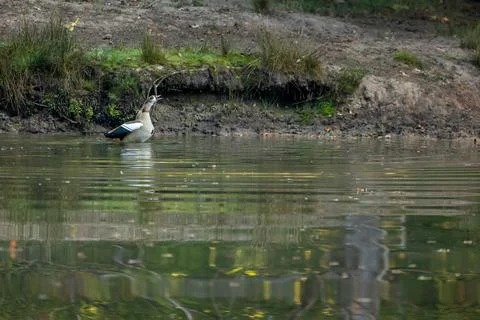 A nil goose or also called egyptian goose standing in a pond. Stock Photos