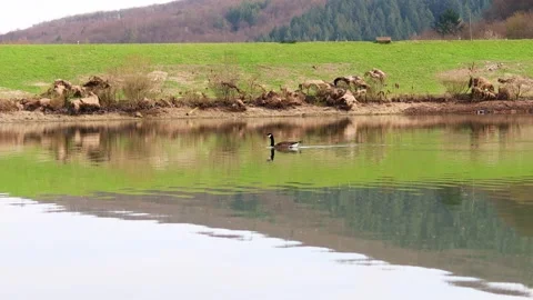 A nil goose on a spring lake 4k 30fps video Stock-Footage 269798705