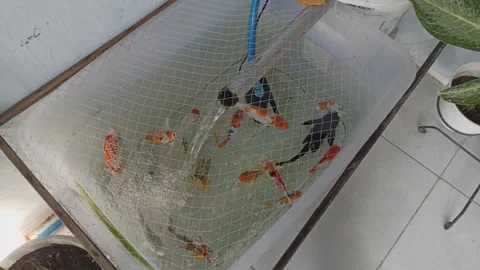 Nila Fish Stock Footage 243041512