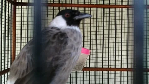 Nilam Bird Stock Footage 294721722