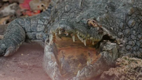 Nile Crocodile 1 Stock Footage 277134348