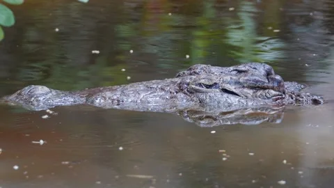 Nile Crocodile 2 Stock Footage 277134428