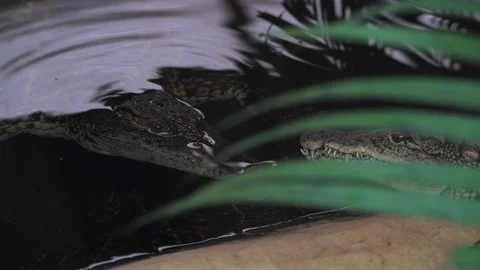 Nile crocodile attacking another crocodile 4K Stock Footage 138023003