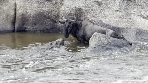 Nile Crocodile Attacks a Wildebeest Trapped in the River, Serengeti National Par Stock Footage 340928409