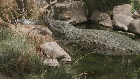 Nile Crocodile Basking in the Sun Stock Footage 137036018