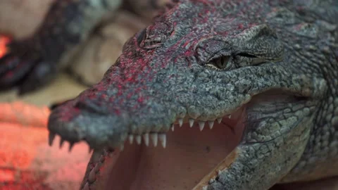 Nile crocodile blinking and showing teeth 4K Stock Footage 138022975