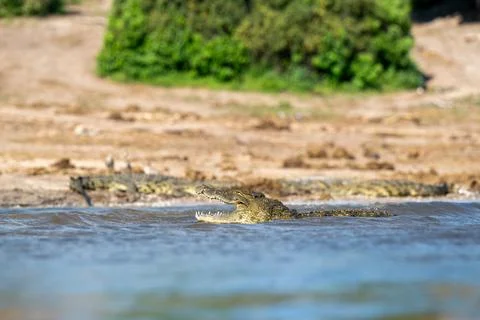Nile crocodile in Chobe River Stock Photos