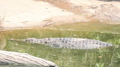 Nile crocodile (Crocodylus niloticus)  swimming hidden in the river Stock Footage