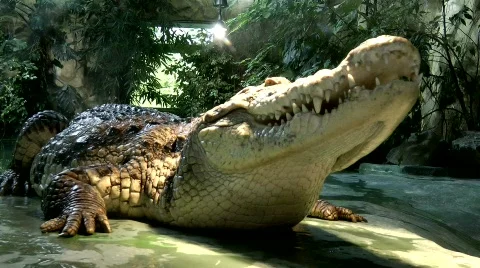 Nile crocodile Stock Footage 825915
