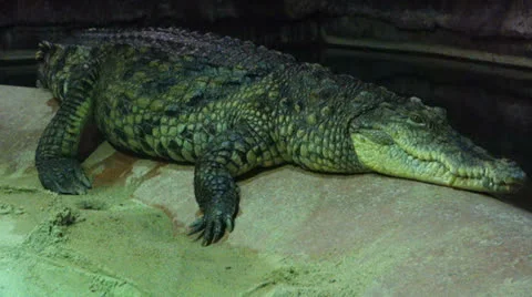 Nile Crocodile 스톡 동영상 24483384