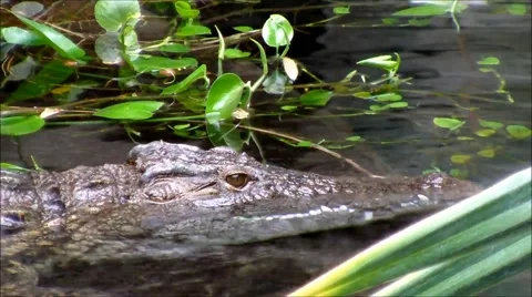 Nile Crocodile Stock Footage 45398002