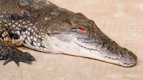skuffe Fyrretræ afsnit Nile crocodile opens his bloody red eyes | Stock Video | Pond5