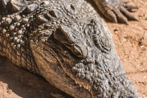 Nile crocodile Stock Photos