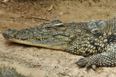 Nile crocodile Foto stock