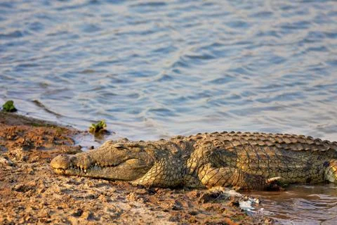 Nile Crocodile Stock Photos