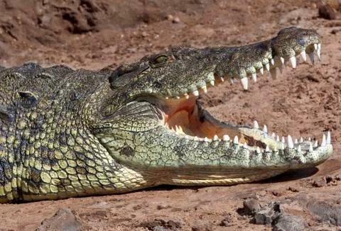 Nile Crocodile Stock Photos