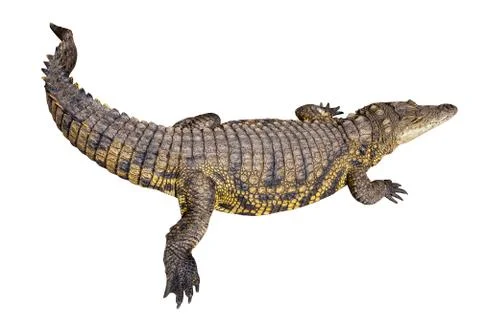 Nile crocodile Stock Photos