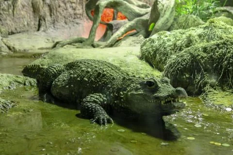 Nile crocodile Foto stock