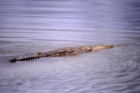 Nile Crocodile Stock Photos