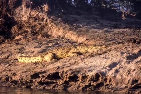 Nile Crocodile Stock Photos