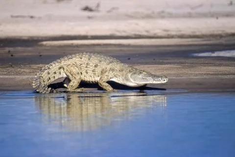 Nile Crocodile Stock Photos