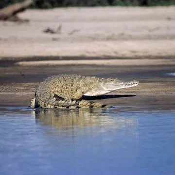 Nile Crocodile Stock Photos