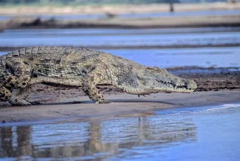 Nile Crocodile Stock Photos