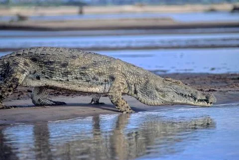 Nile Crocodile Stock Photos