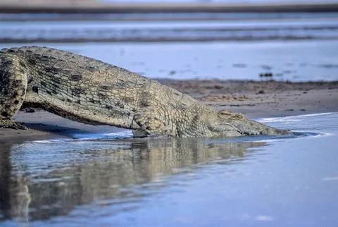Nile Crocodile Stock Photos