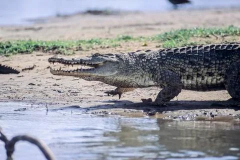 Nile Crocodile Stock Photos