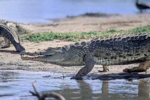 Nile Crocodile Stock Photos