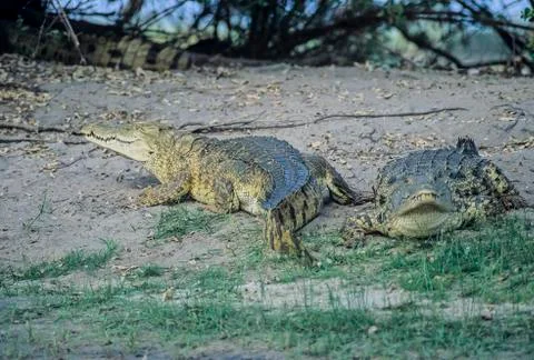 Nile Crocodile Stock Photos