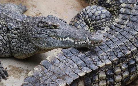 Nile crocodile Stock-Fotos