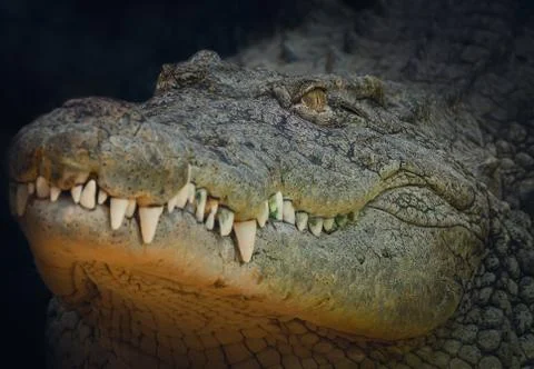 Nile Crocodile Portrait Stock Photos