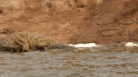 Nile crocodile protecting its hatchlings Stock Footage 100690457