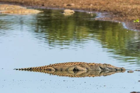 Nile crocodile, with reflection, in a river Stock Photos