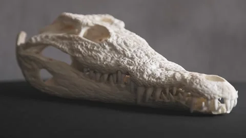 Nile Crocodile skull with intricate patterns in the bone and many sharp Stock Footage 263011271