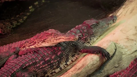 Nile crocodile sleeping on another crocodile 4K Stock Footage 138023033