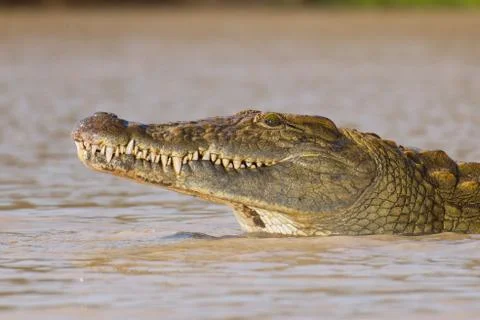Nile crocodile, south africa Stock Photos