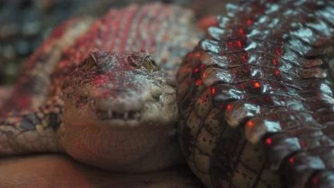 Nile crocodile staring at the camera 4K Stock Footage 138023201